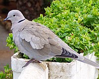 Eurasian collared-dove, a recent colonist which is now common. Tuerkentaube1.jpg