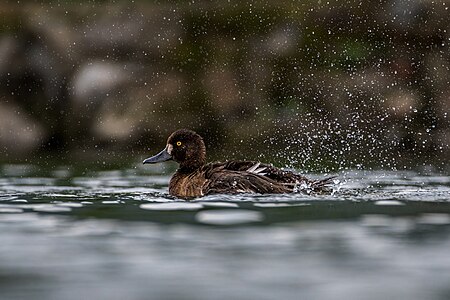 Aythya fuligula (Tufted Duck)