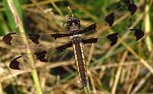 Twelve-spotted Skimmer, female.jpg