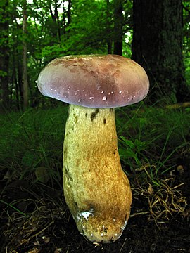 Есть гриб желчный. Тилопил гриб. Tylopilus rubrobrunneus. Tylopilus felleus – желчный гриб. Tylopilus badiceps.