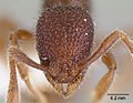 Голова муравья Tyrannomyrmex legatus