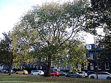 Blandford Elm, Edinburgh (2016)