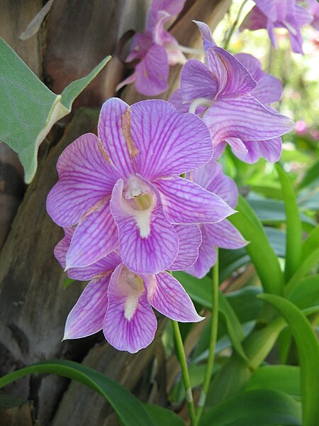 File:Unid orchid01a.JPG