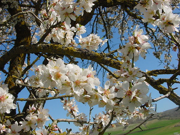 Almond tree in blossom on Tu BiShvat