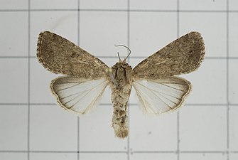 Spodoptera pecten