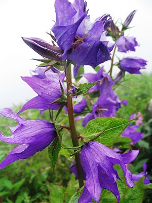 Сиреневые колокольчики. Кампанула колокольчик сиреневый. Campanula latifolia. Колокольчик сиреневый узколистный. Колокольчик сиреневый многолетний.