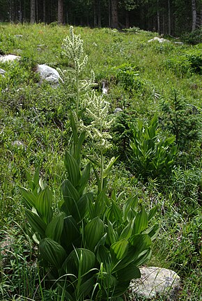 Descrizione dell'immagine Veratrum_californicum_habitus1.jpg.