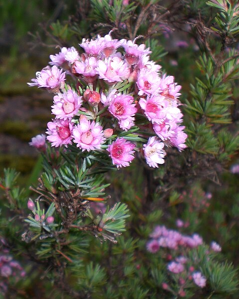 File:Verticordia plumosa 1.jpg