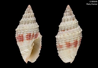 <i>Vexillum kathiewayae</i> Species of gastropod
