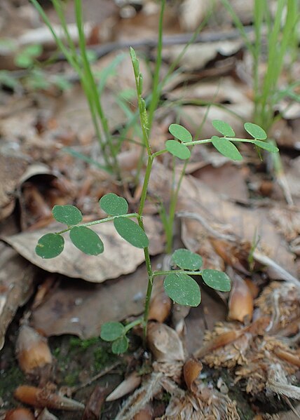 File:Vicia sylvatica kz03.jpg