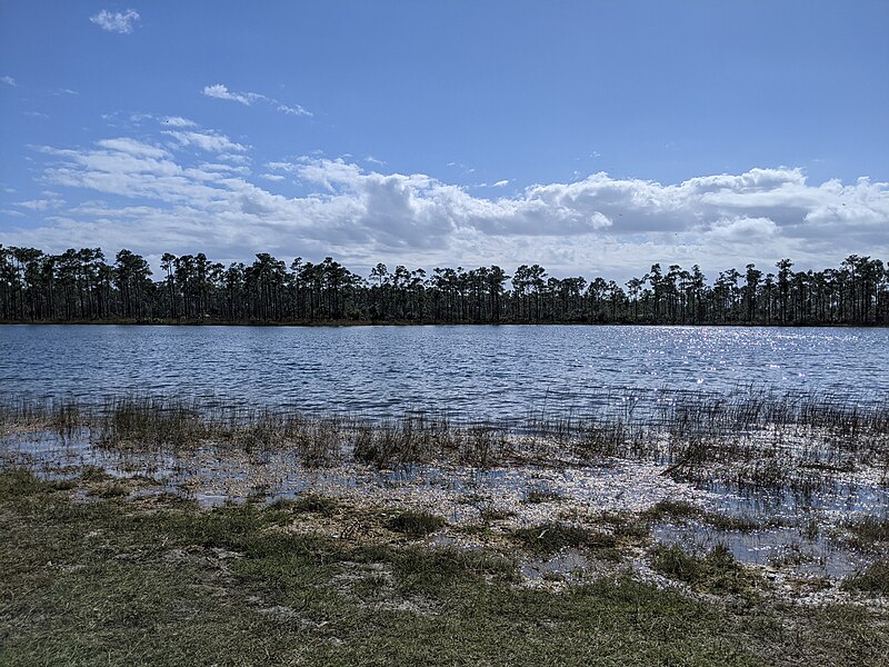 File:View from lakeside Everglades.jpg