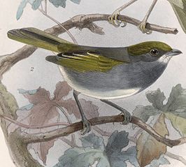 Leigrijze vireo