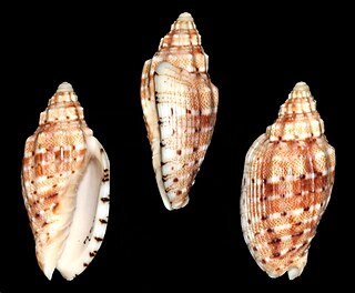 <i>Voluta harasewychi</i> Species of gastropod