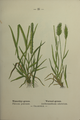 Phleum pratense plate 25 in: Wayside and woodland blossoms, 1895