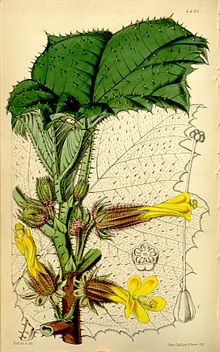 Wercklea ferox (Hibiscus ferox) Bot. Маг. 74. 4401. 1848.jpg