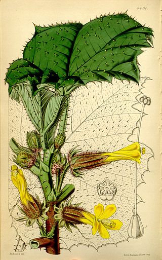 <i>Wercklea</i> Genus of plants