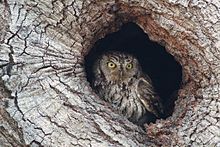 Western screech owl (Megascops kennicottii) Western Screech Owl In Hole.jpg