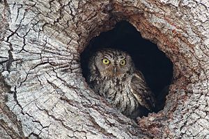 Western Screech Owl In Hole.jpg