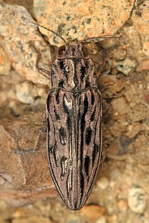 <i>Chalcophora angulicollis</i> Species of beetle