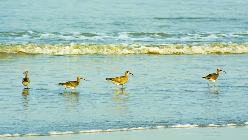 File:Whimbrel at Muzhappilangad Beach015.jpg