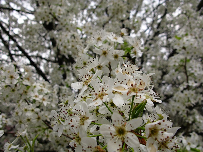 File:White-pear-flowering-tree - West Virginia - ForestWander.jpg