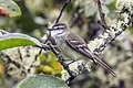 * Nomination White-throated tyrannulet (Mecocerculus leucophrys setophagoides) --Charlesjsharp 20:43, 10 October 2023 (UTC) * Promotion  Support Good quality. --Alexis Lours 22:14, 10 October 2023 (UTC)