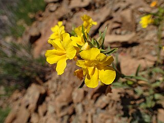 <i>Diplacus brevipes</i> Species of flowering plant