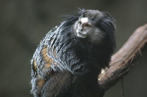 A kép leírása Wied's Marmoset a Blank Park Zoo.gk.jpg oldalon.