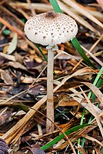 Thumbnail for Macrolepiota clelandii