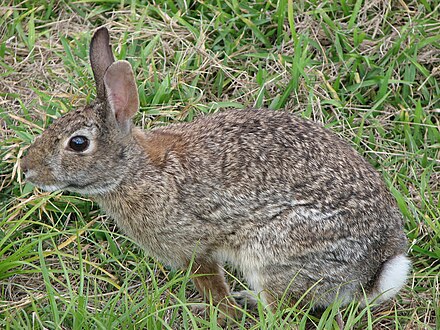 Кролику 12 лет. Зайцеобразные млекопитающие. Sylvilagus Cunicularius. Дикий кролик. Европейский дикий кролик.