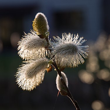 Willow catkins