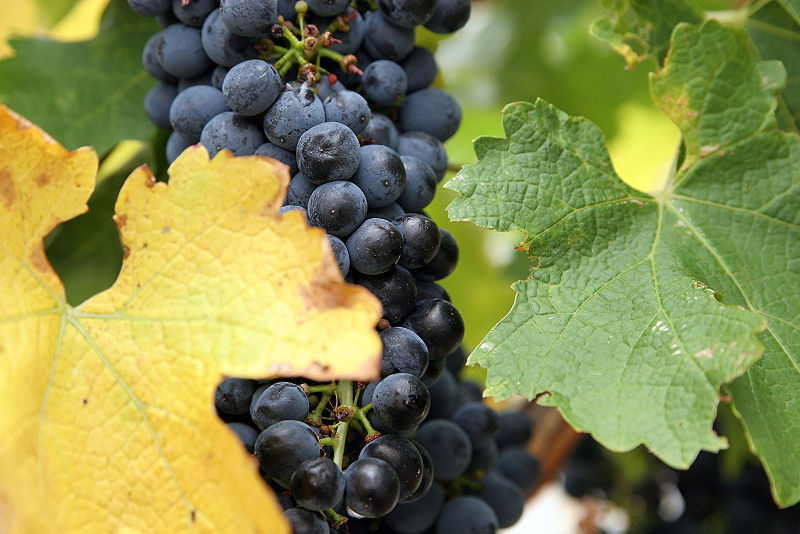 File:Wine grapes02.jpg