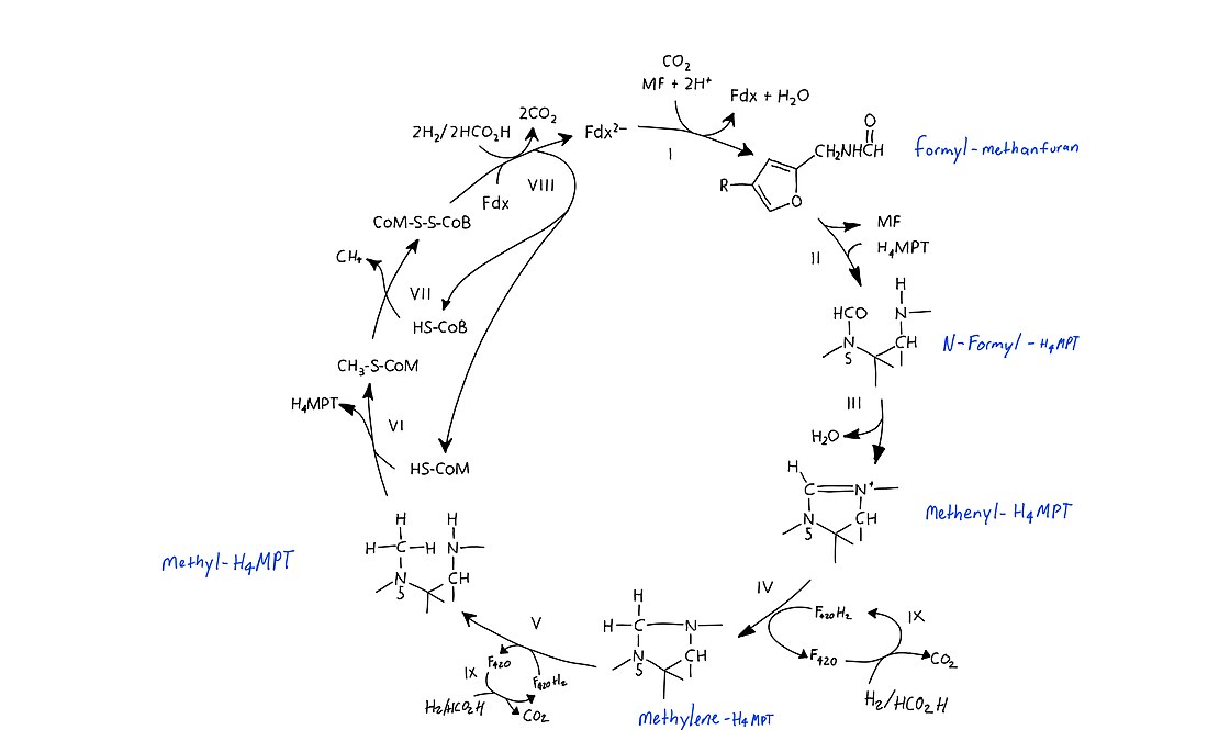 Wolfe cycle