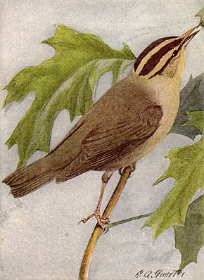 Descrierea imaginii Warwer-Warbler NGM-v31-p308-A.jpg.