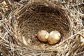 Two eggs in a cup-shaped nest