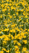 Field of Wyethia amplexicaulis in bloom