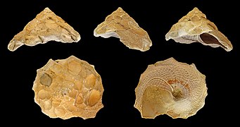 Xenophora crispa (Mediterranean Carrier Shell), Fossil Shell