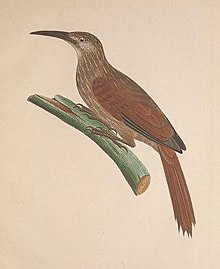 Xiphocolaptes falcirostris Aviumspeciesnovae Spix 1824 (изрязано) .jpg