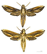 Xylophanes thyelia, mounted specimen