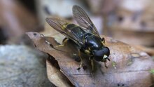 File:Xylota sylvarum (male) - 2013-07-12.webm