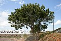 View of a tree-bearing plant