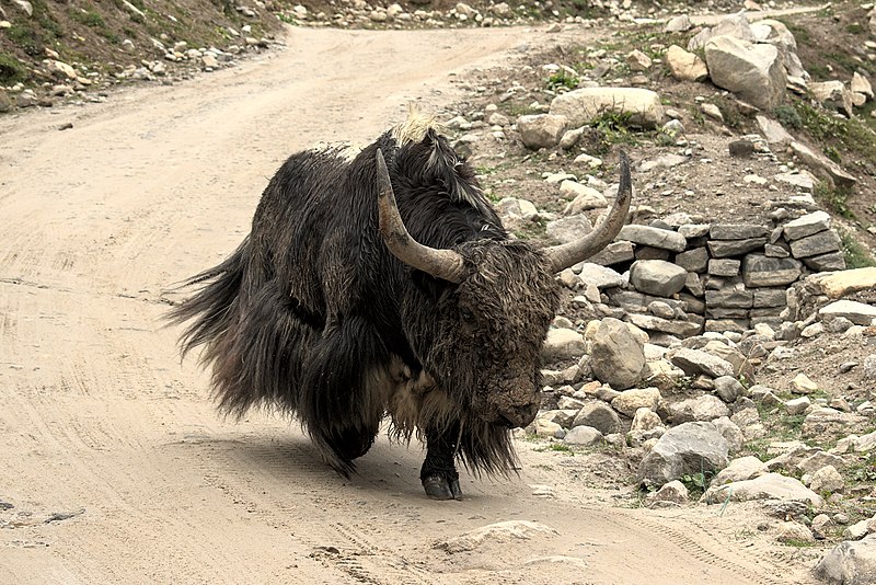 File:Yak, (Bos grunniens), D35 7598 01.jpg