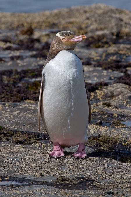 ไฟล์:Yellow-eyed Penguin MC.jpg