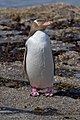 yellow-eyed penguin