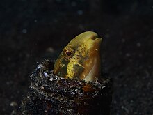 Sariq Sabretooth Blenny (Petroscirtes fallax) (15622946354) .jpg