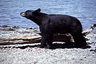 Yellowstone-black-bear-07895.jpg