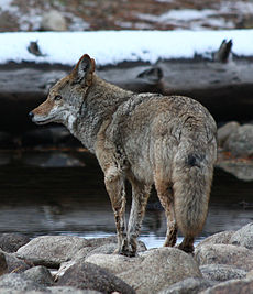 Yosemite Coyote (8194282231).jpg