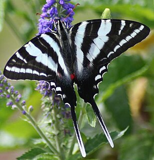 <i>Eurytides</i> Genus of butterflies