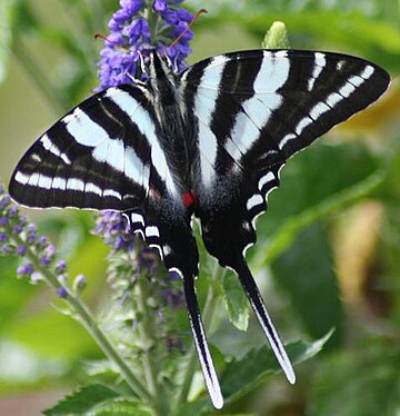 Protographium marcellus