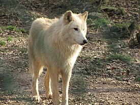 Тундровый волк в зоопарке Zoo des 3 vallées, Франция